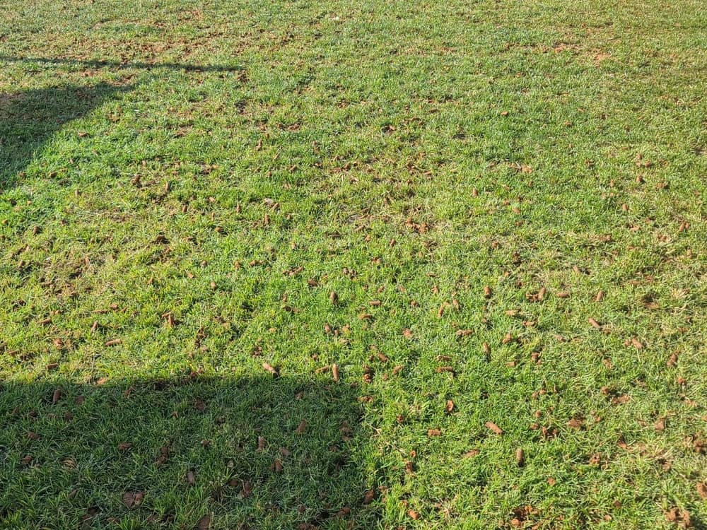 Fresh soil cores scattered across healthy turf right after aeration