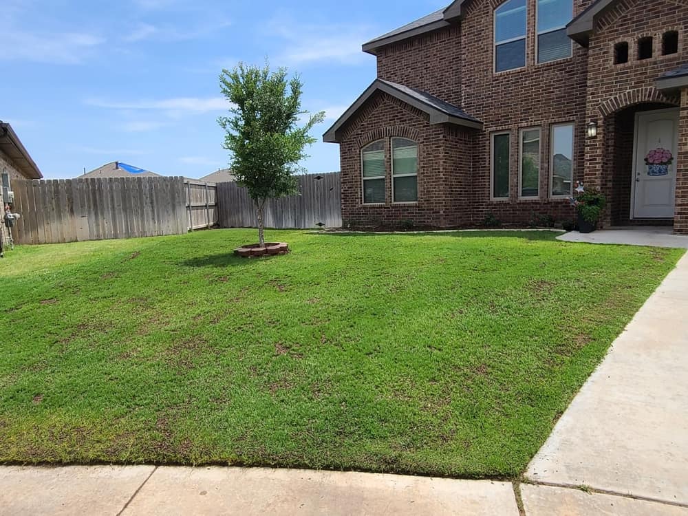 A thick, even front lawn after top dressing