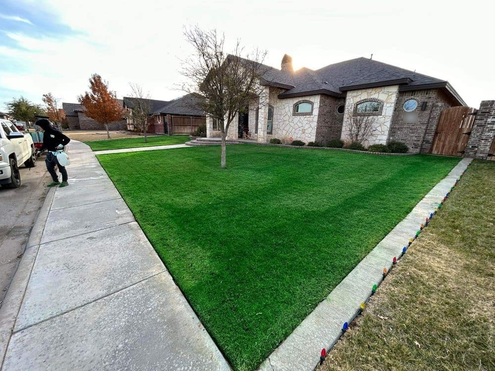 Freshly painted deep-green lawn beside dormant winter grass at a Midland home